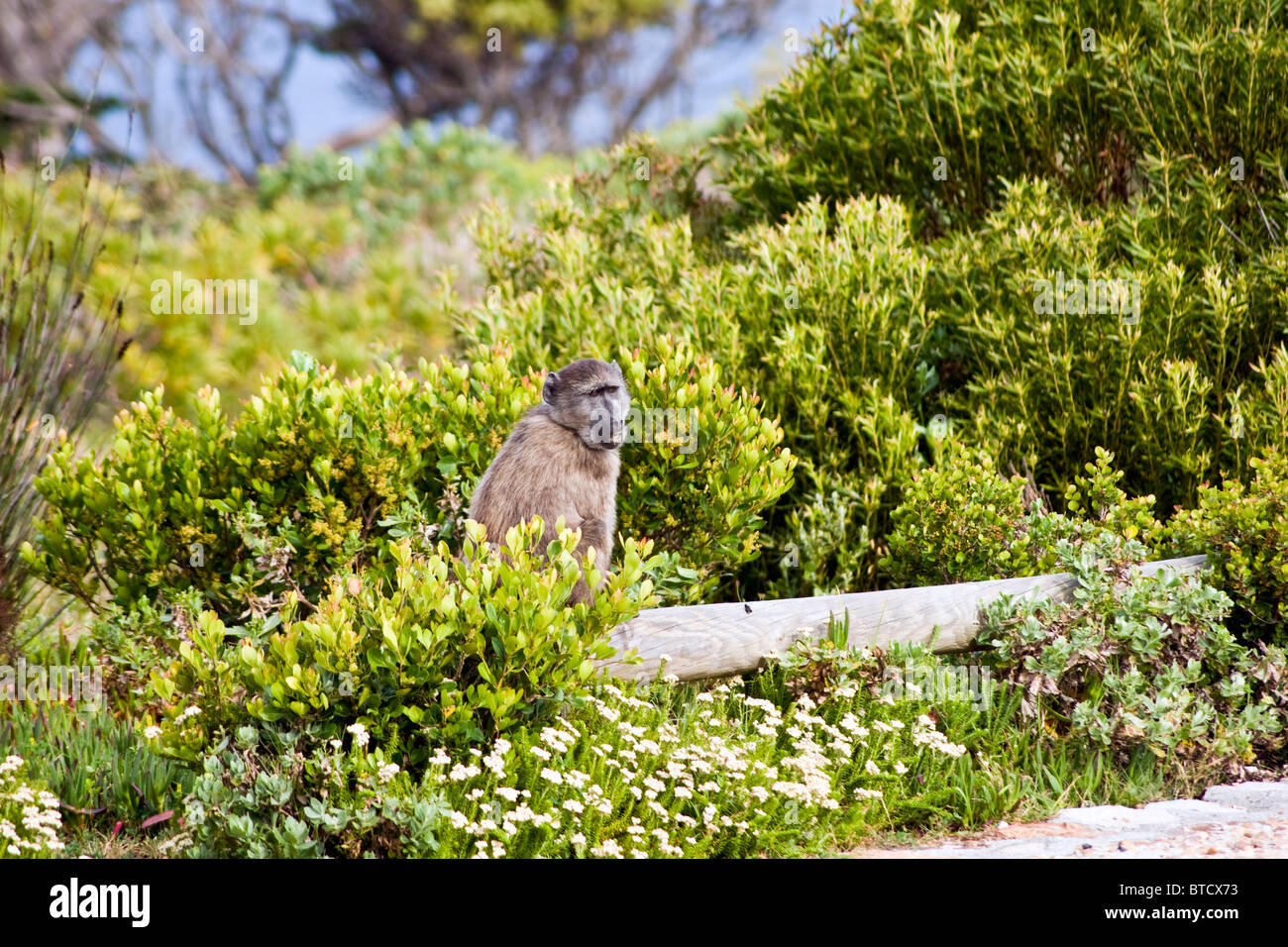 Chacma Baboon in the Cape Point National Park, South Africa Stock Photo
