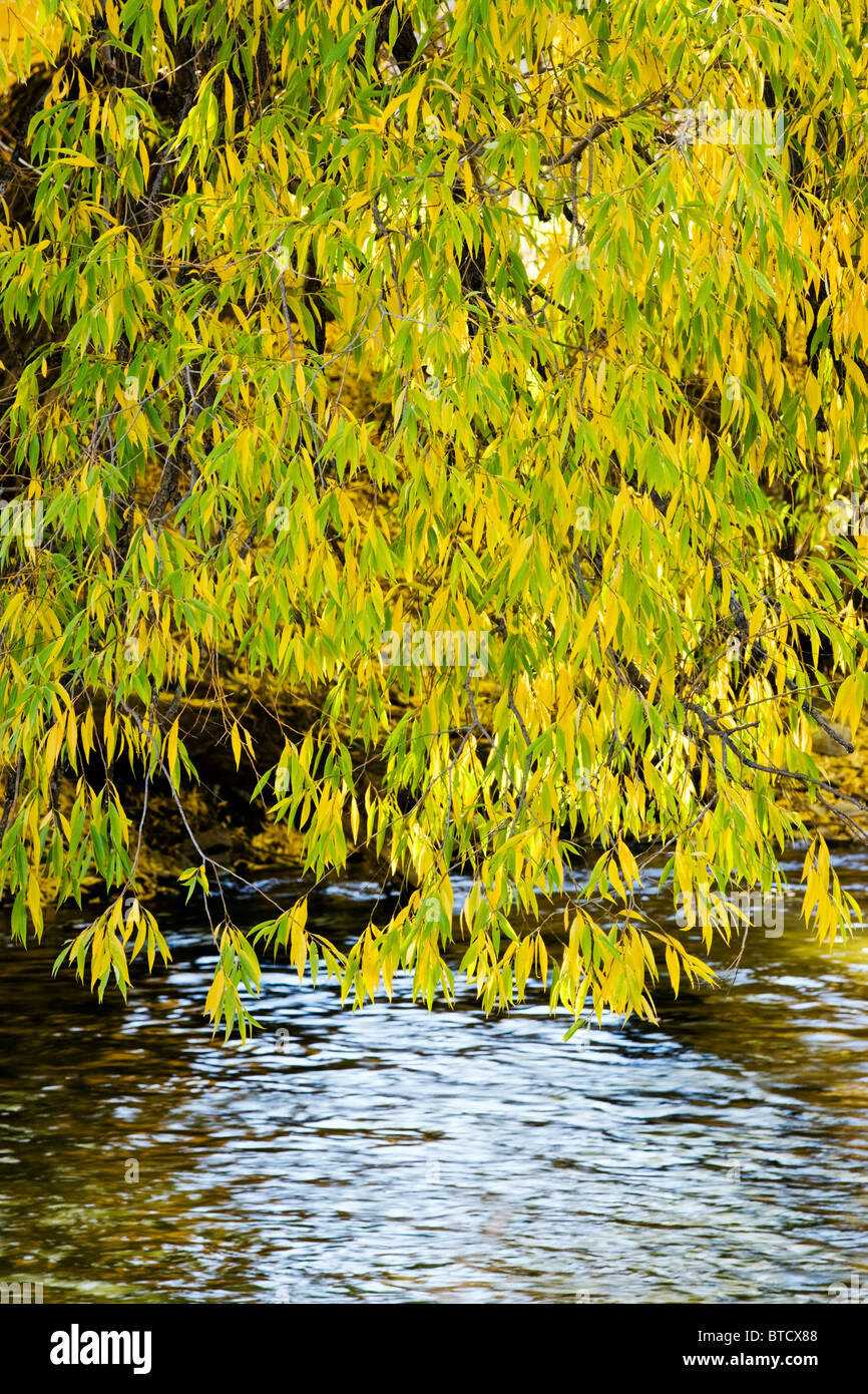 Narrowleaf Cottonwood tree, Willow Family, growing along the banks of