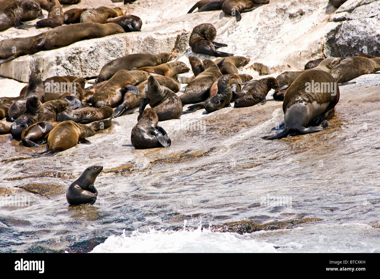 Cape fur seals on Seal Island, False Bay, Western Cape, South Africa