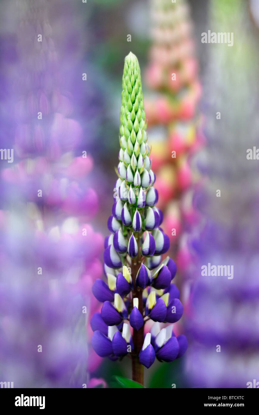 Lupin flowers in cottage garden. Dorset, UK May 2010 Stock Photo