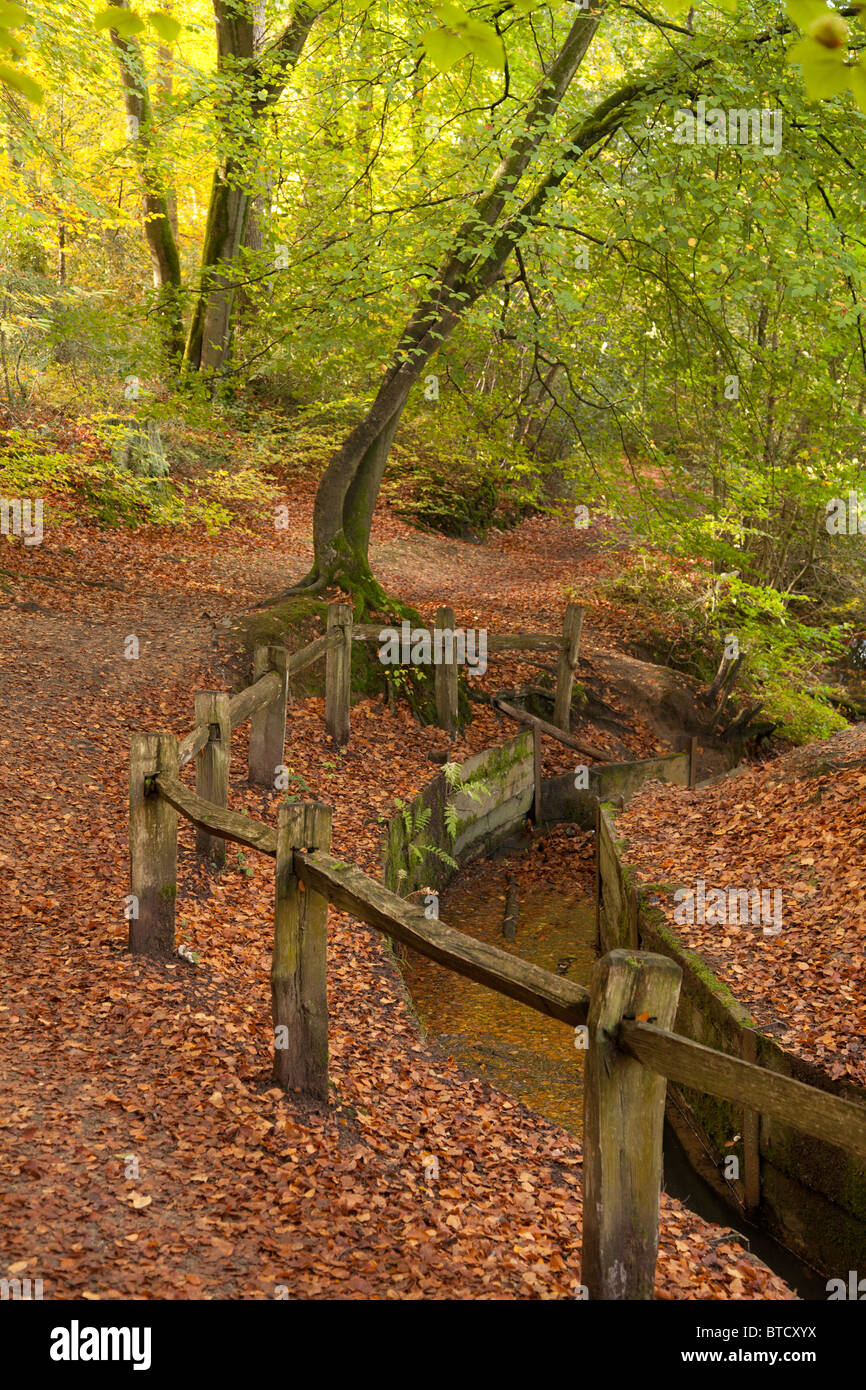 fence by watercourse in woodland Stock Photo