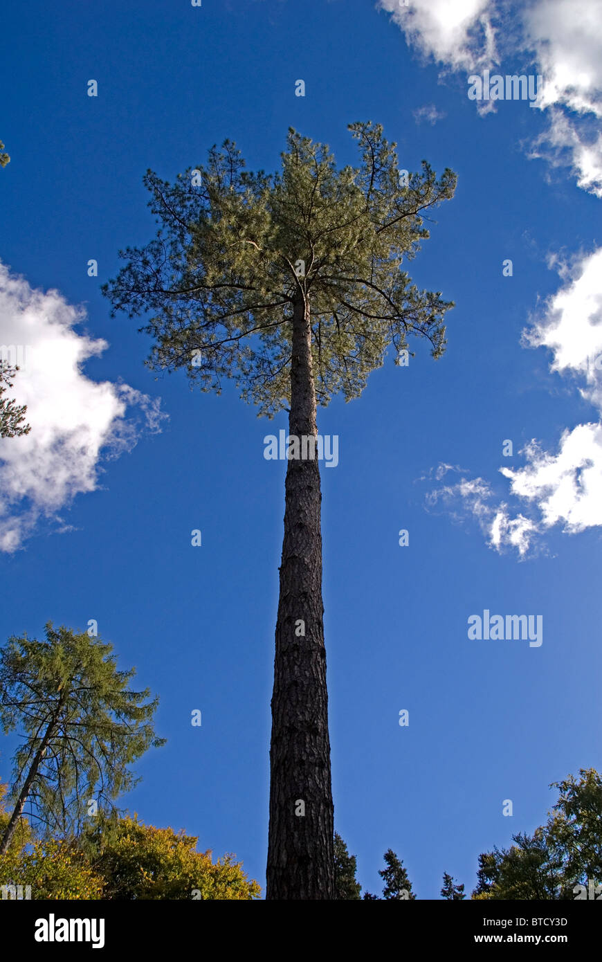Corsican Pine (Pinus nigra) Stock Photo
