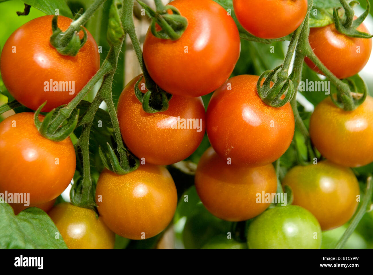 Tomatoes ripening on the vine Stock Photo Alamy
