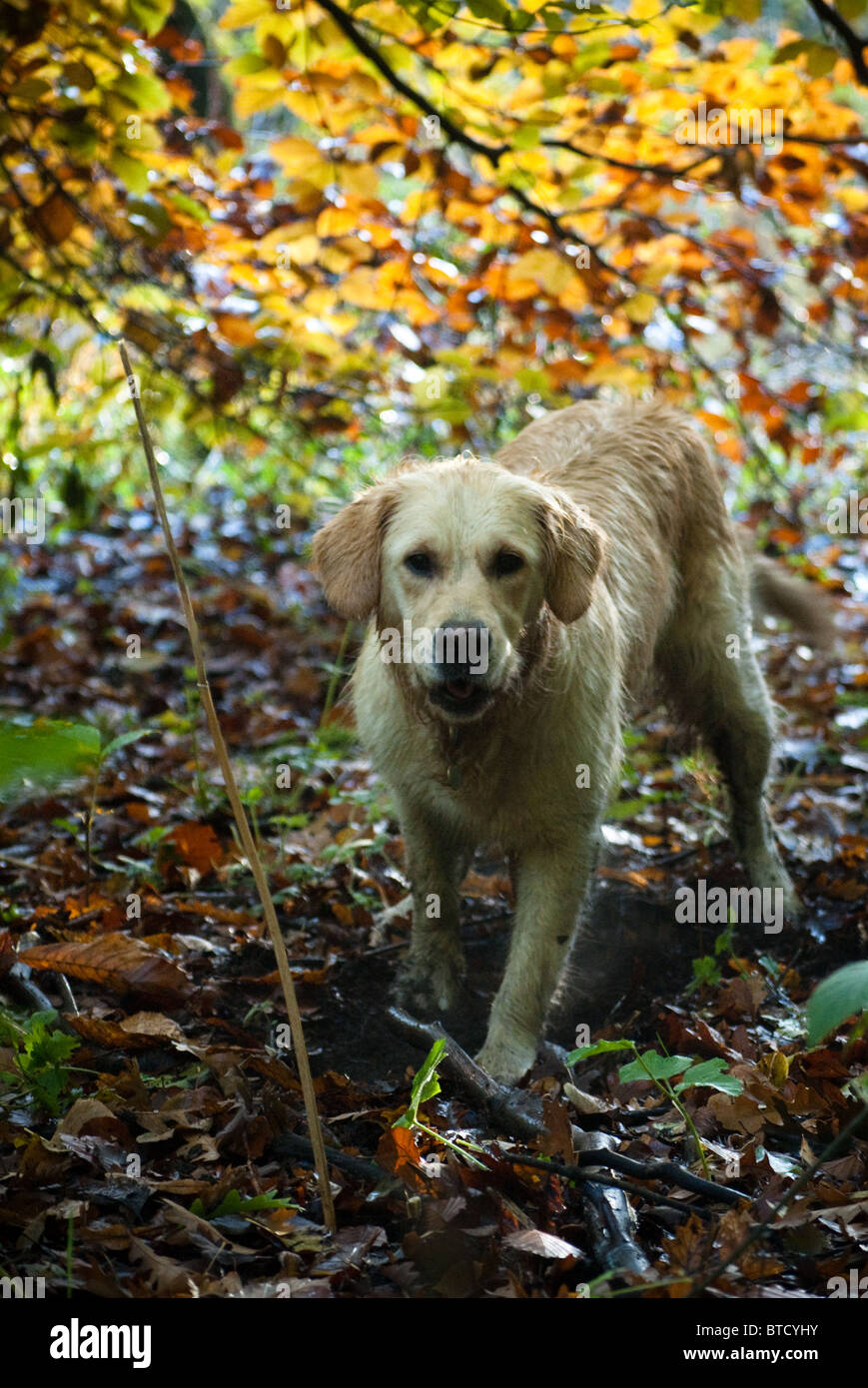A golden retriever in the gold leaves of autumn Stock Photo - Alamy
