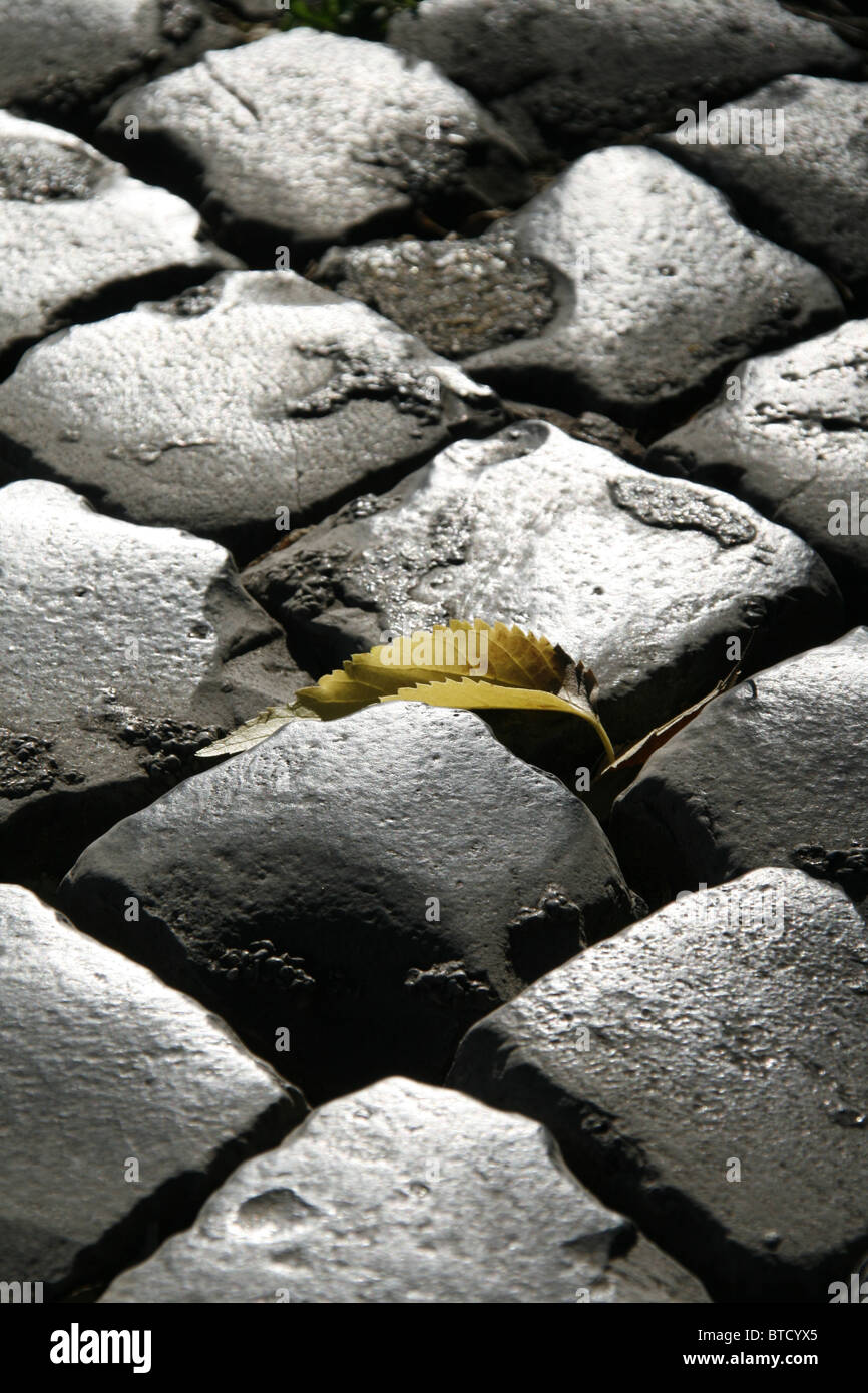 one single fallen leaf on cobbles road surface in sun Stock Photo