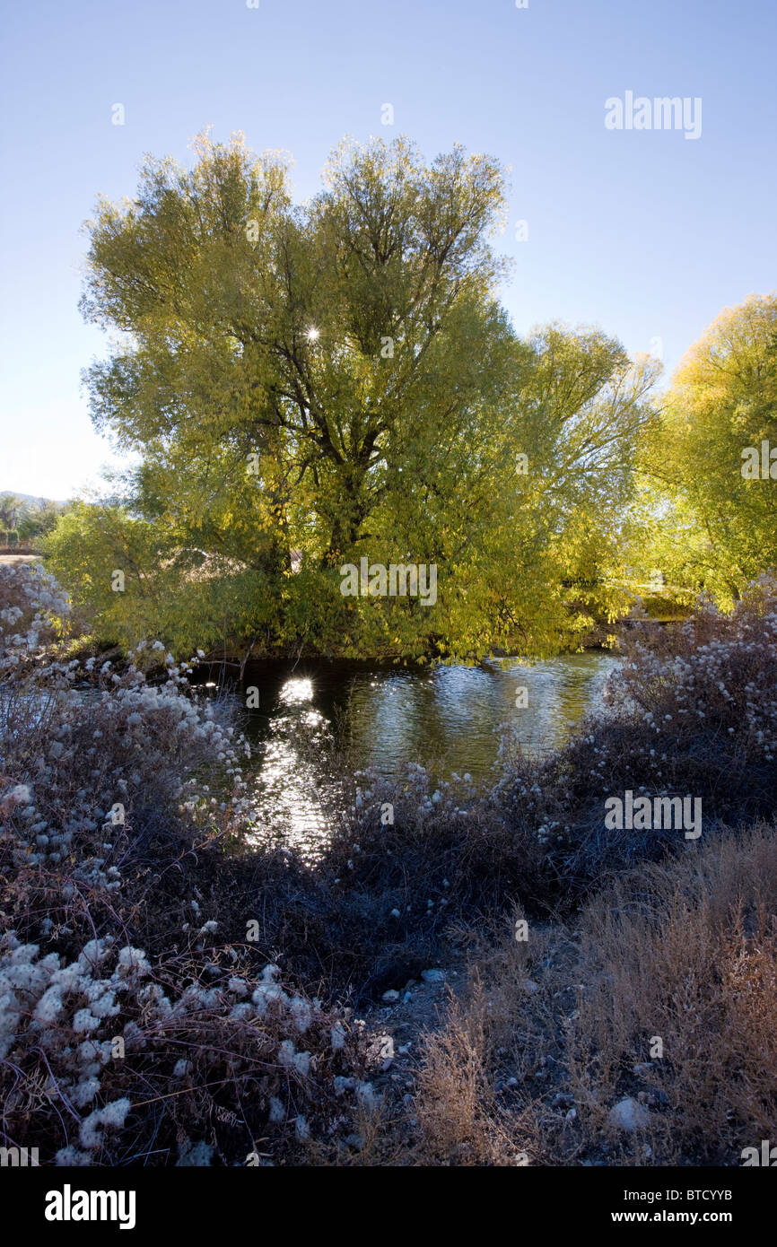 Narrowleaf Cottonwood tree, Willow Family, growing along the banks of