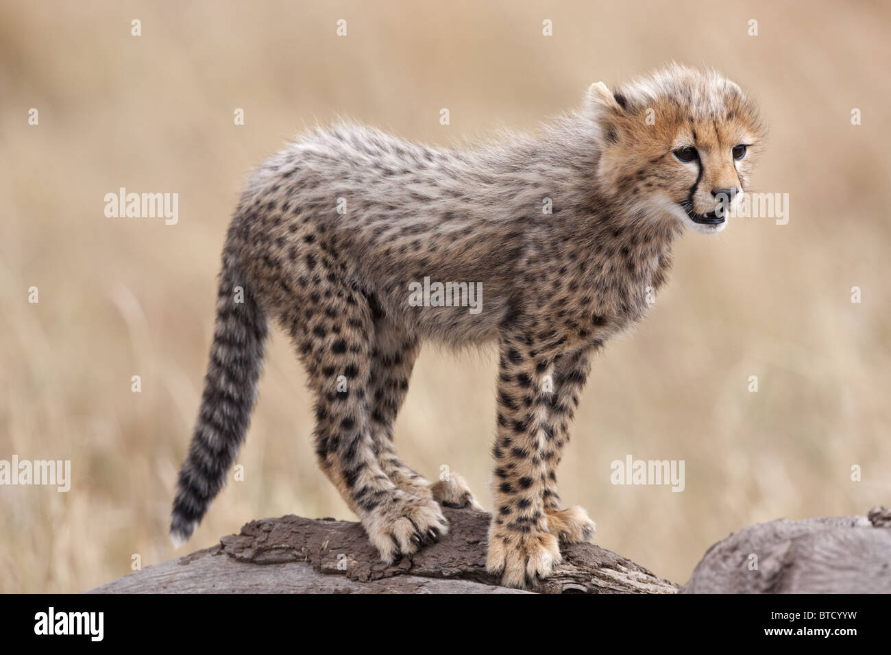Cheetah (Acinonyx jubatus) Cub. Masai Mara National Reserve. Kenya
