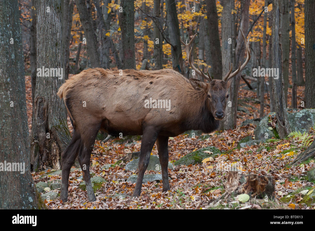 An Elk stag Stock Photo - Alamy