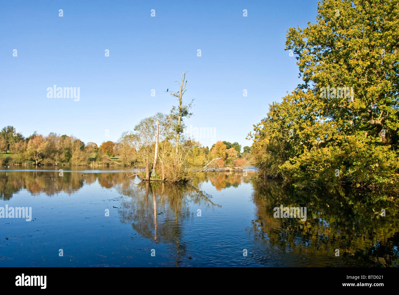 Trees reflected in blue water Stock Photo - Alamy