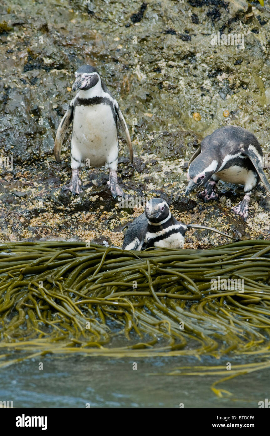 Humboldt Penguin (Spheniscus humboldti) and Magellanic, entering water, Chiloe Island, CHILE Stock Photo