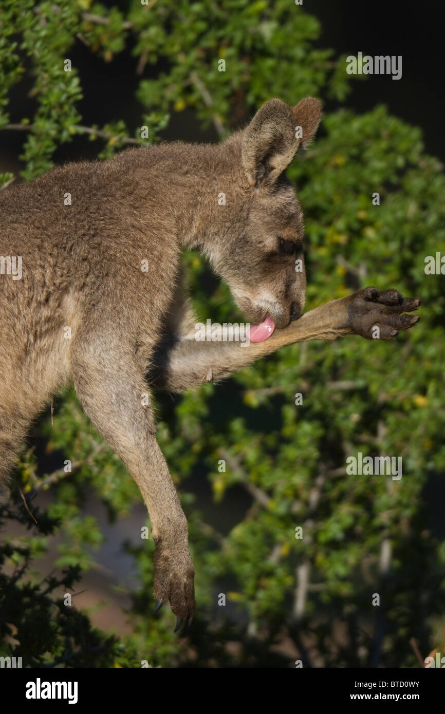 female Eastern Grey Kangaroo (Macropus giganteus) licking her forearm Stock Photo