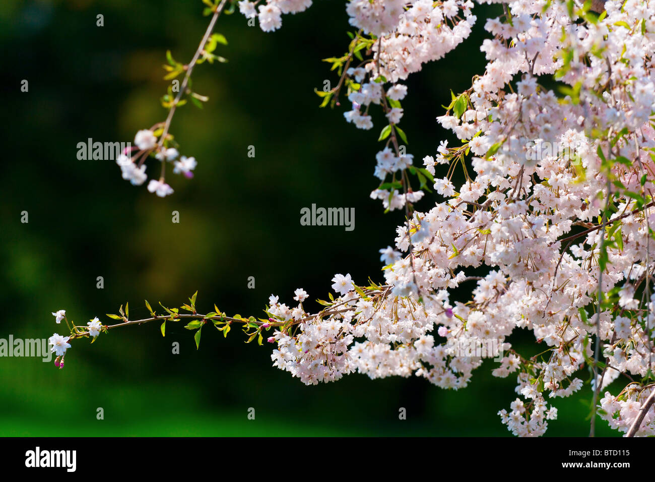 Ornamental pink cherry blossom spring hi-res stock photography and ...