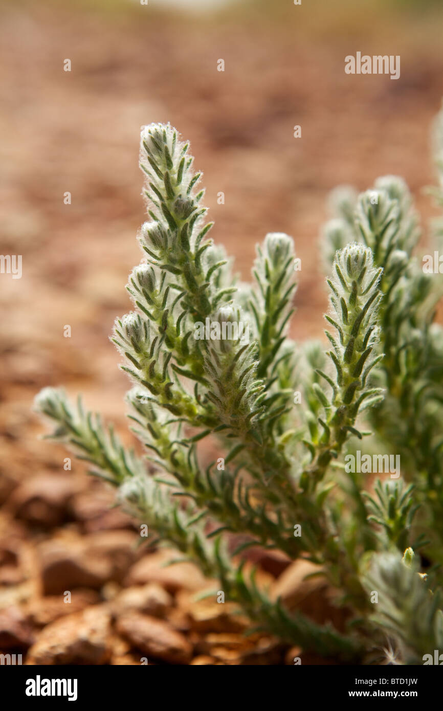 Wild flowers grow in the South Australian outback near the town of