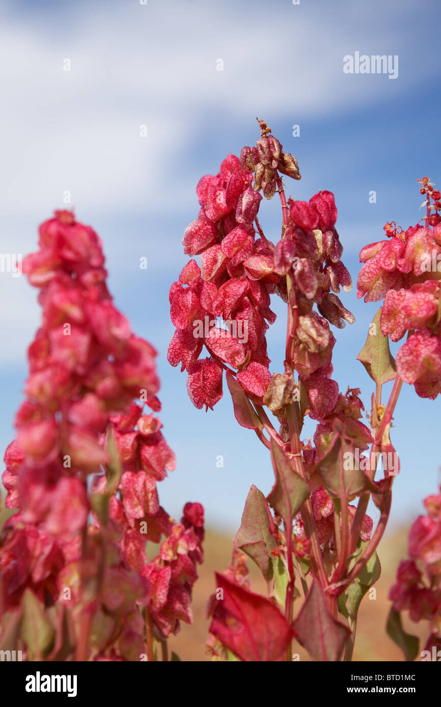 Wild flowers grow in the South Australian outback near the town of