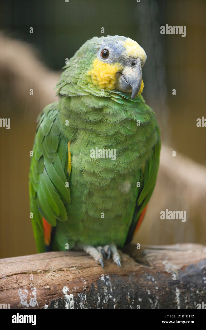 Download Yellow Winged Amazon Parrot Amazona Amazonica Stock Photo Alamy PSD Mockup Templates