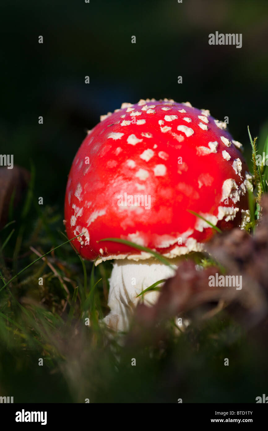Amanita muscaria, commonly known as the fly agaric growing in green grass Stock Photo