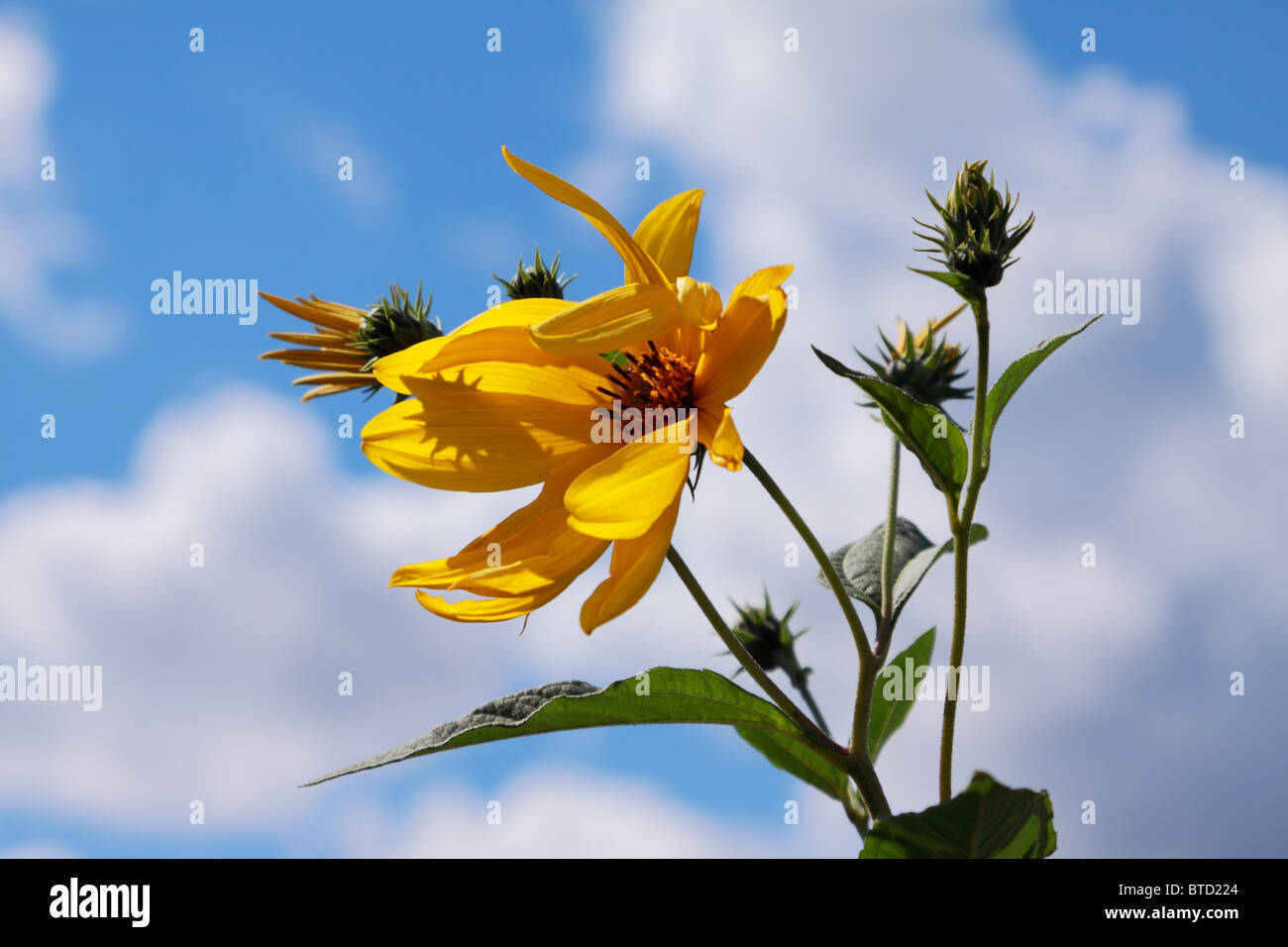 Wild sunflower in wind Stock Photo