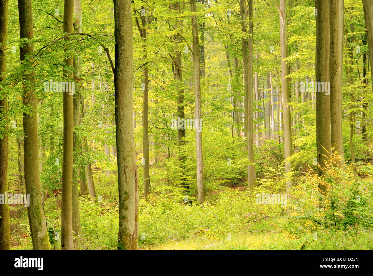 Buchenwald im Herbst - beech forest in fall 0 Stock Photo