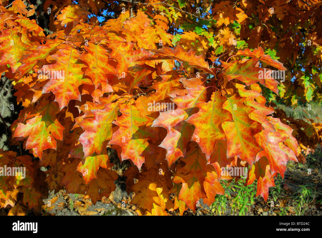 Eichenlaub - Oak leaf cluster 04 Stock Photo - Alamy