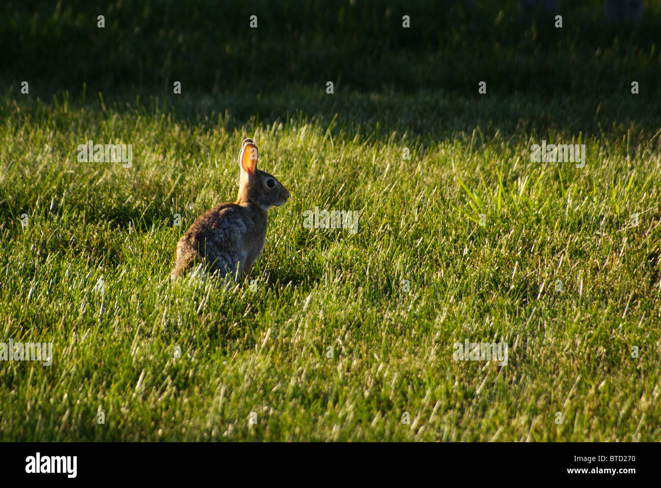 Wild bunny hi-res stock photography and images - Alamy