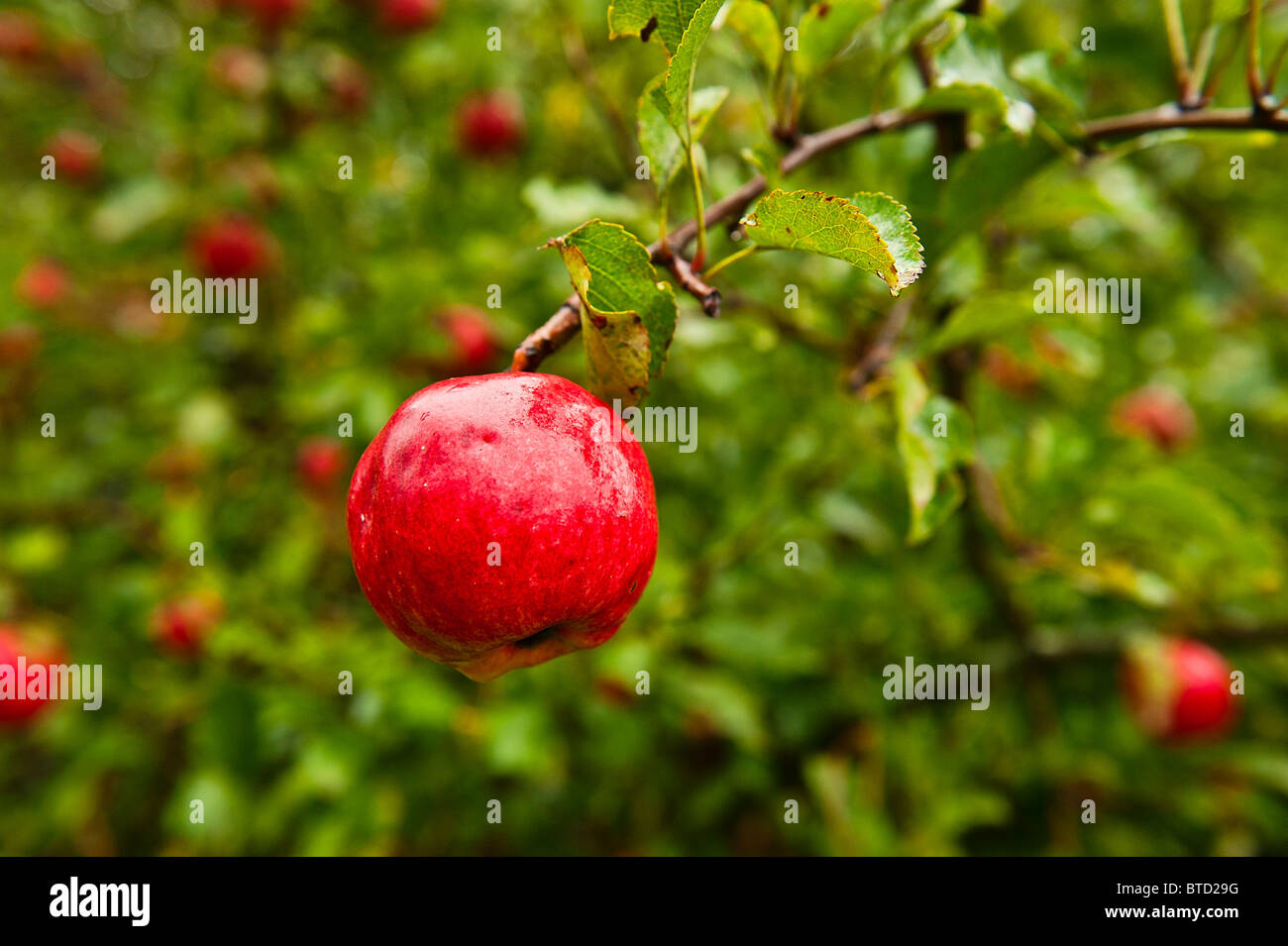 Ripe apples on tree. Stock Photo