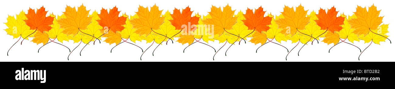 border from autumn red and yellow maple leaves Stock Photo - Alamy