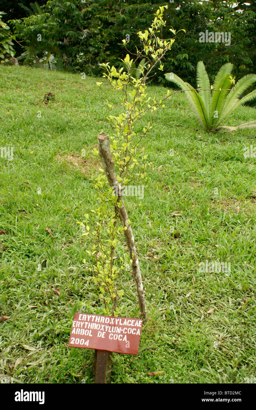 Coca plant from which cocaine is made, Lancetilla Botanical Garden, Honduras. Stock Photo