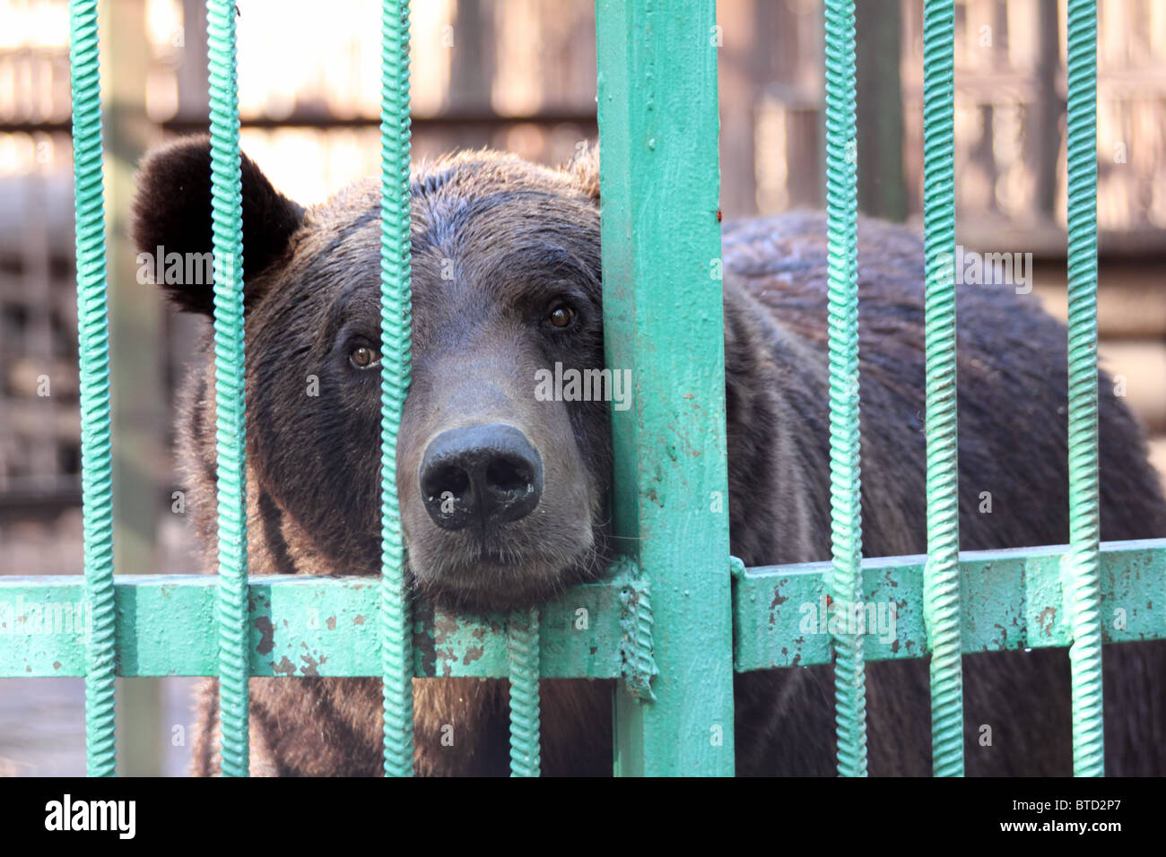 big brown bear closed in zoo cage Stock Photo