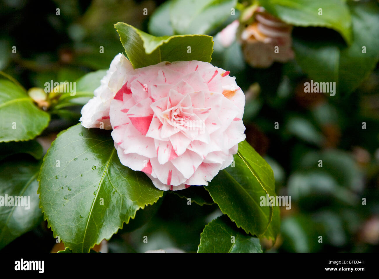 Flower Camelia japonica ´Lavinia Maggi´ Trelissick Garden United Kingdom Stock Photo