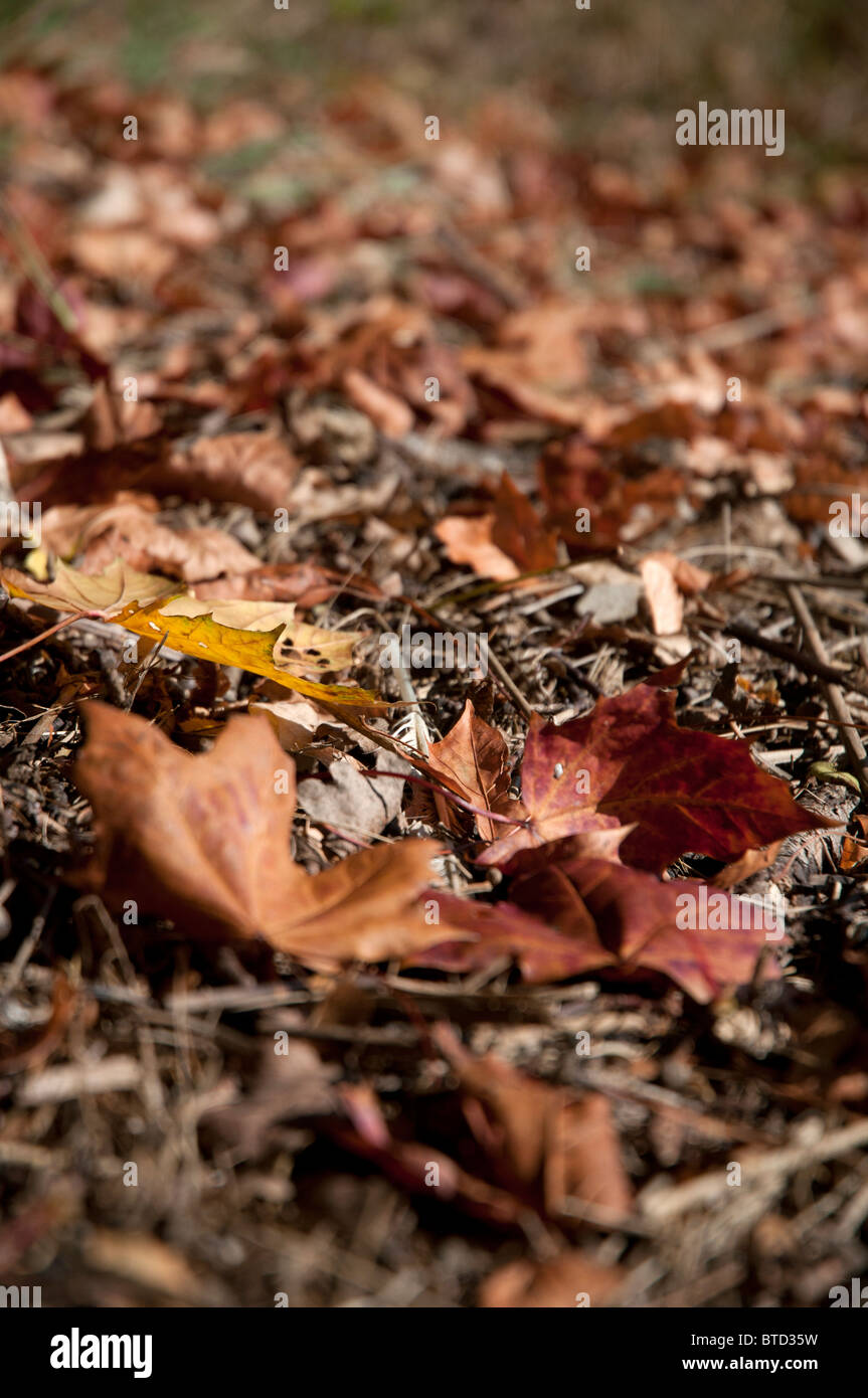 view of a selection of fallen changing autumn leaves basking in autumn sun Stock Photo