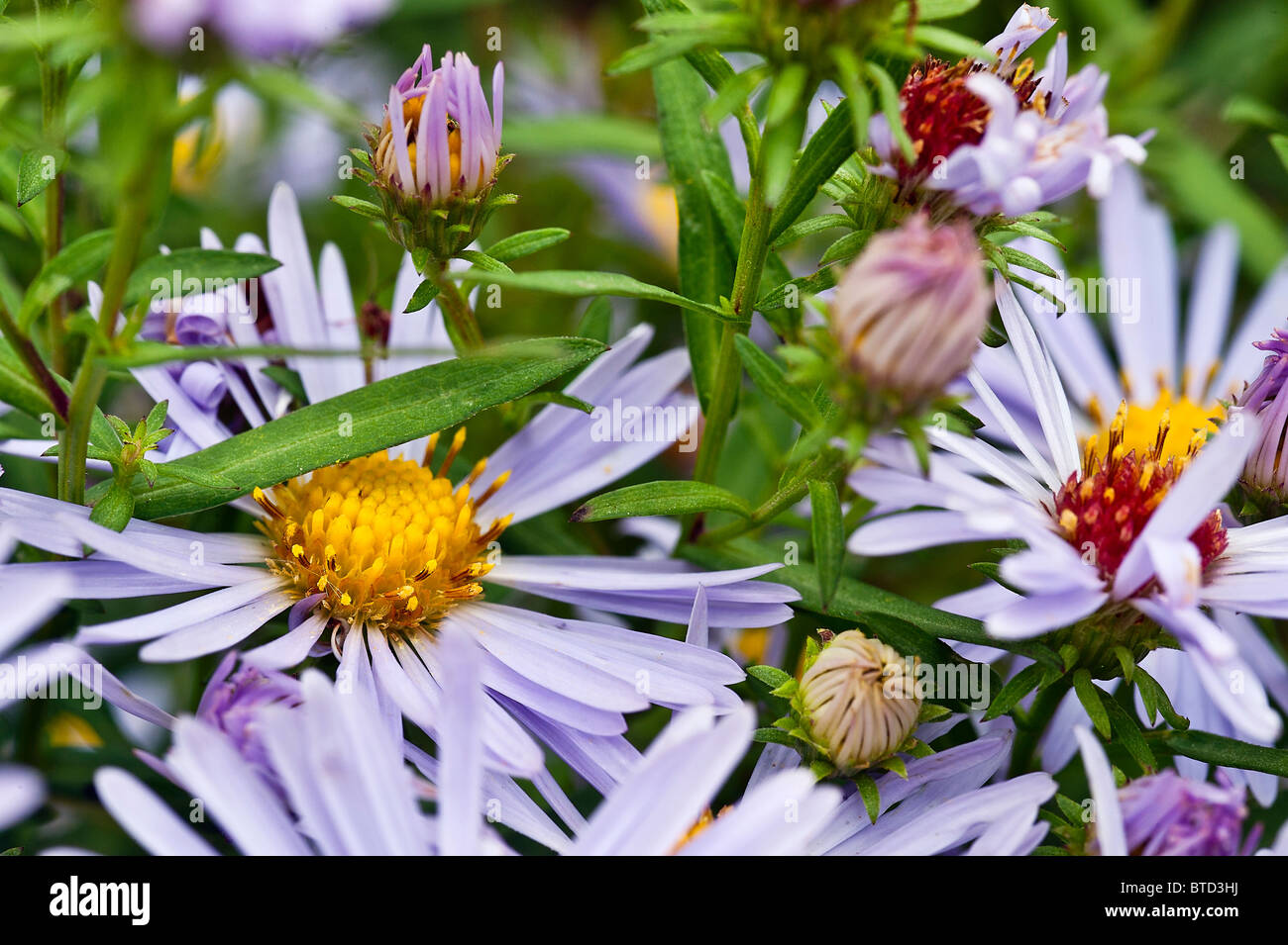 Wildflowers in bloom Stock Photo Alamy