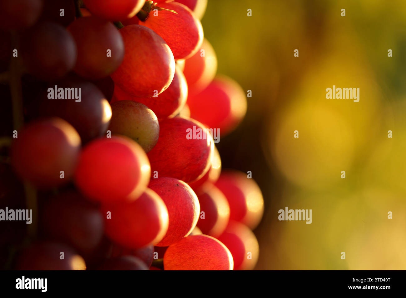 Australian grapes hires stock photography and images Alamy