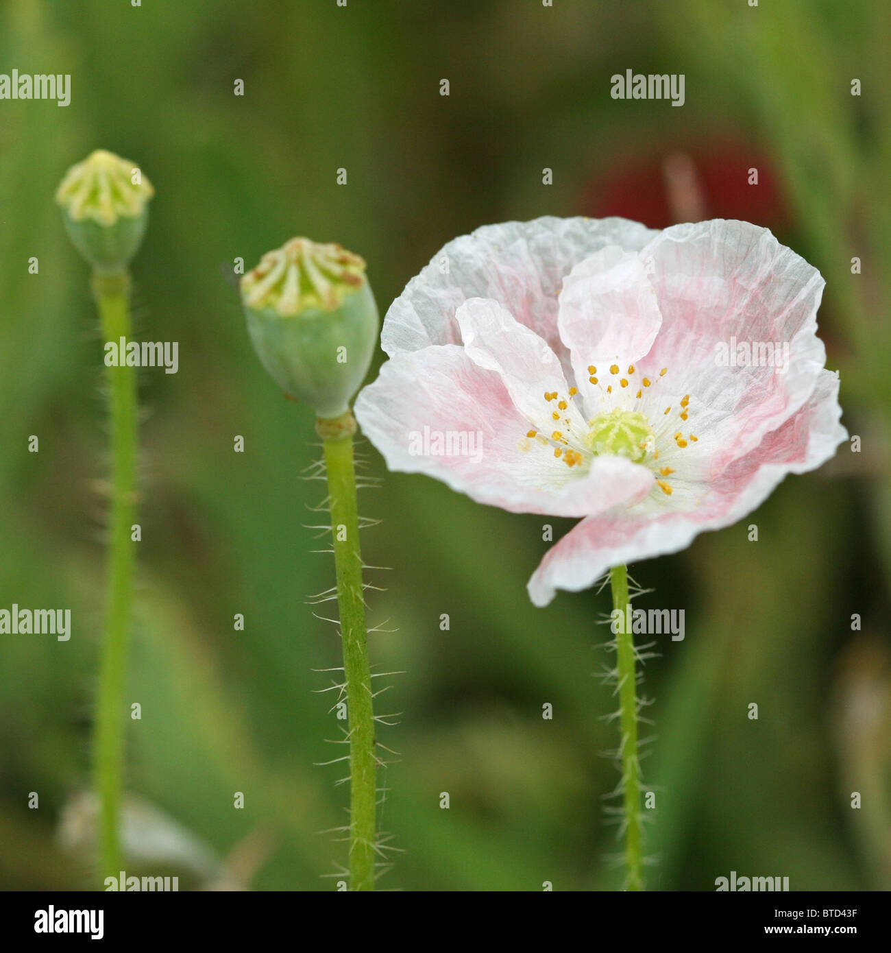 delicate poppy flowers on green background, paper like Stock Photo