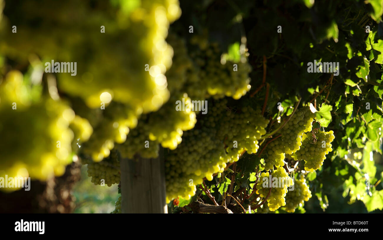 Australian grapes hires stock photography and images Alamy