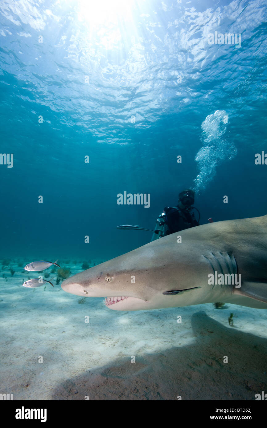 Diver and Lemon Shark Stock Photo Alamy