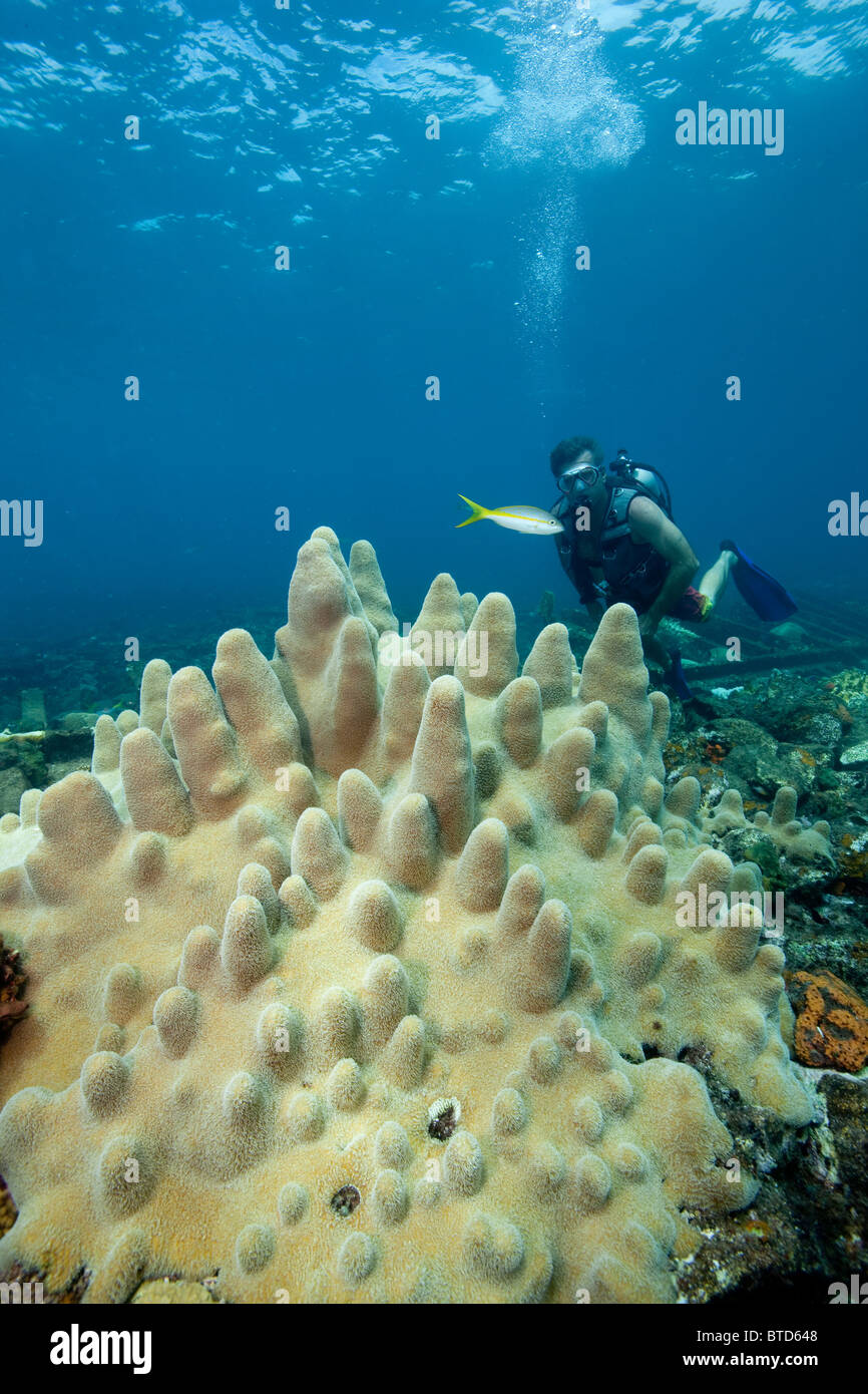 Diver on Coral Reef Stock Photo