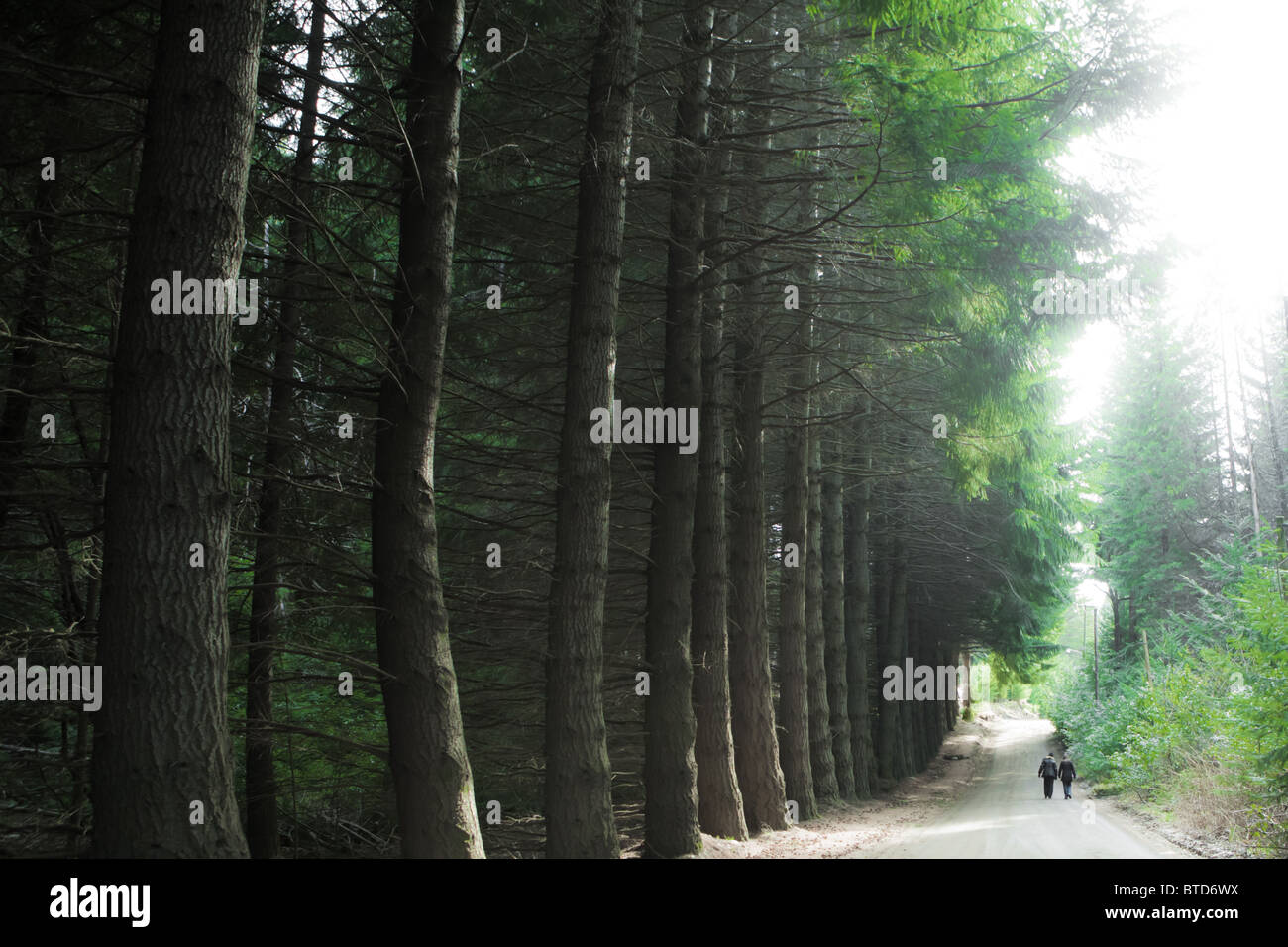 Two people walking through a road with a pine tree forest on one side in Bahia Manzano, Villa La Angostura, Neuquen, Argentina Stock Photo