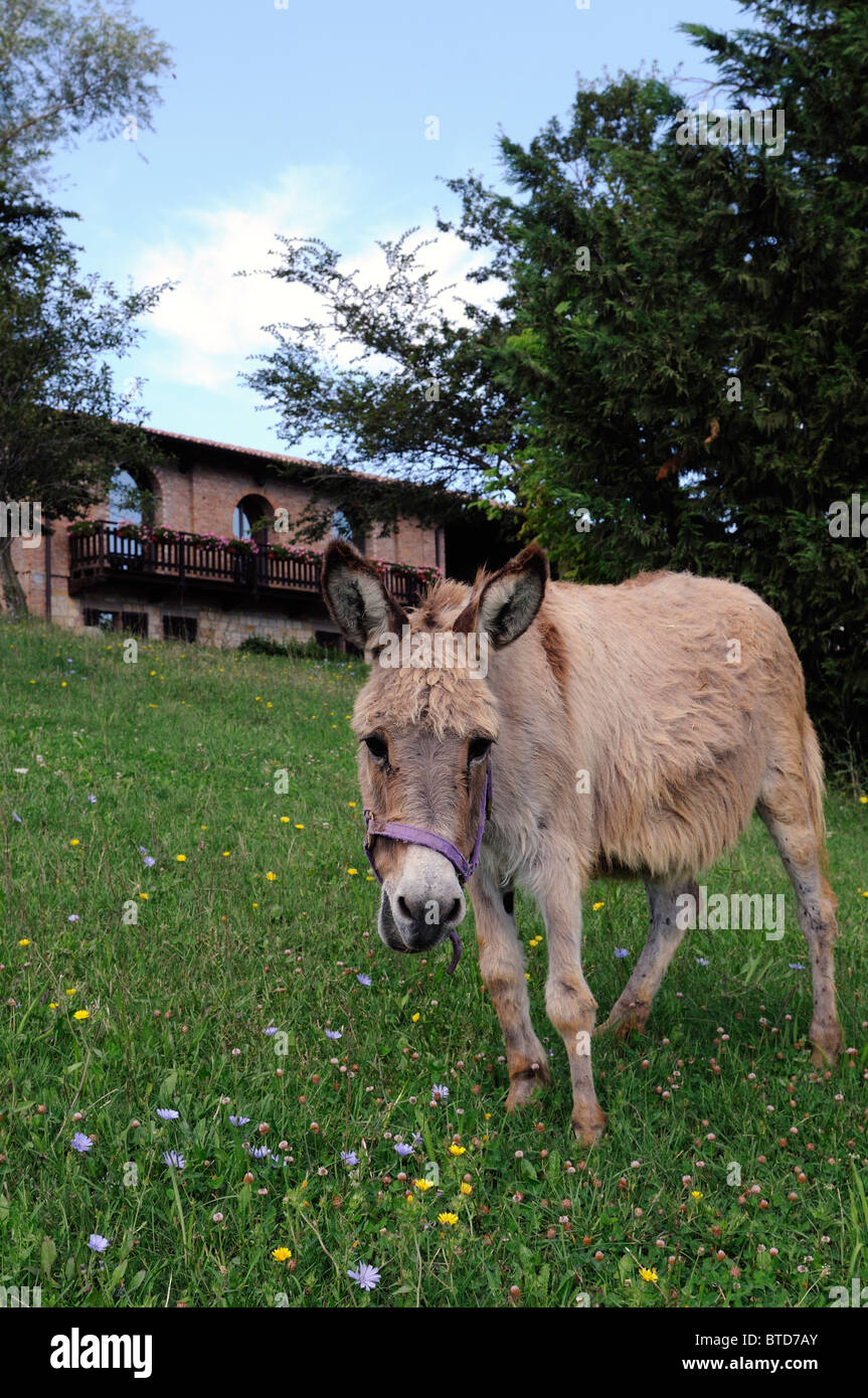A donkey in front of an Italian country farm house Stock Photo