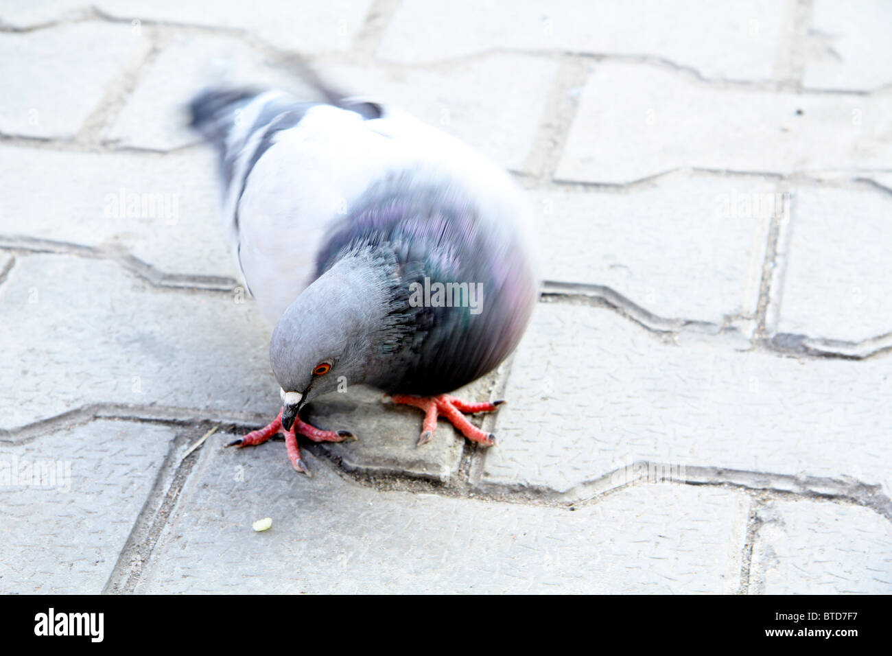 pigeon pecks at the ground a lonely grain Stock Photo