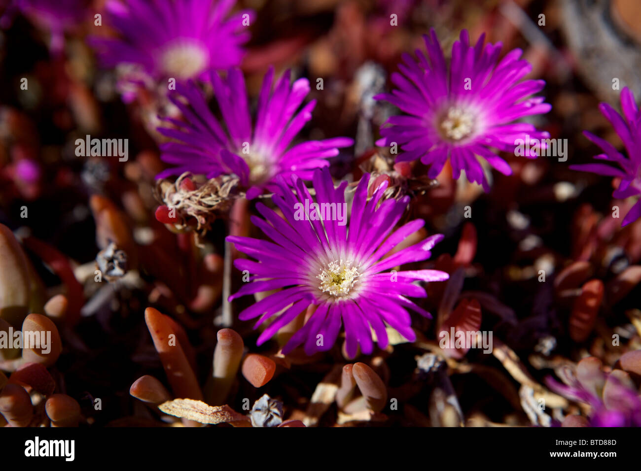 Wild flowers grow in the South Australian outback near the town of