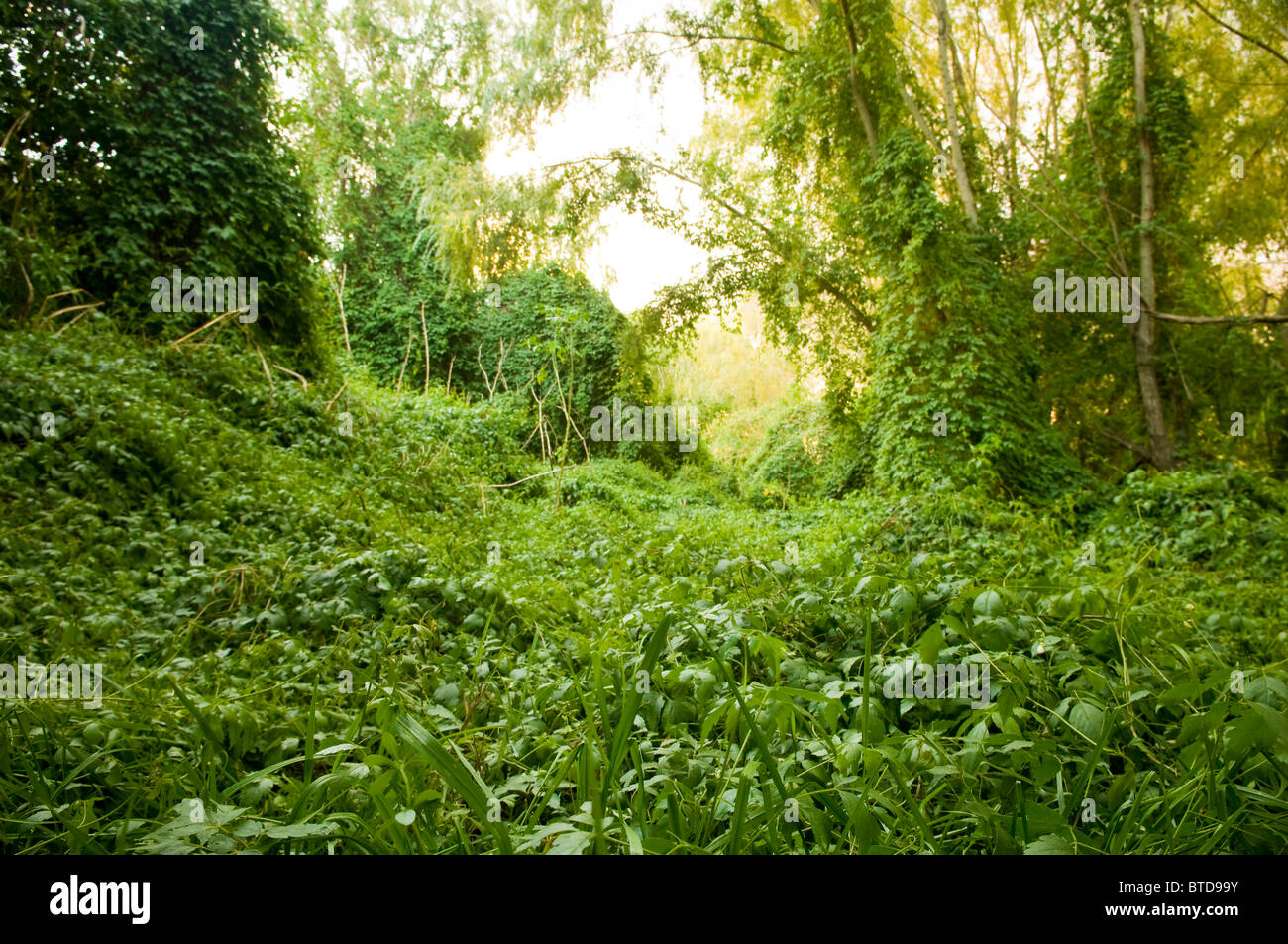 Lush green creeping plant takes over and makes a thick, vibrant jungle Stock Photo