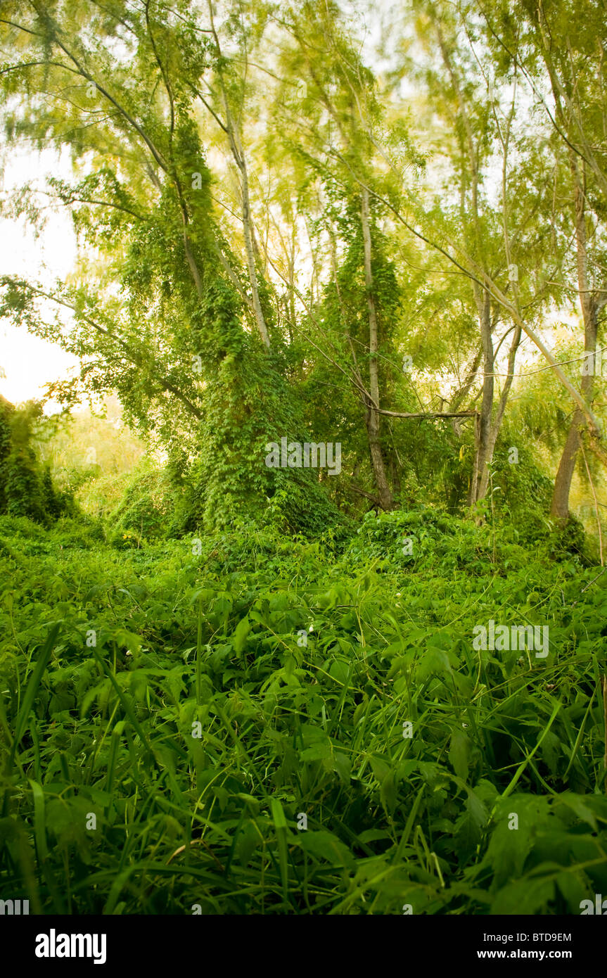 Lush green creeping plant takes over and makes a thick, vibrant jungle Stock Photo