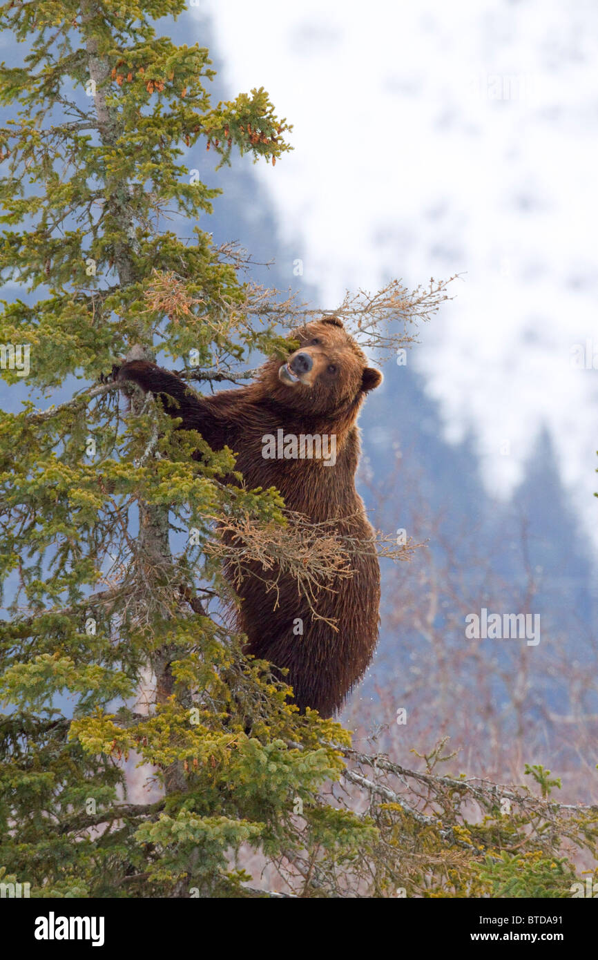 An adult Brown bear climbs high up a Spruce tree at the Alaska Wildlife Conservation Center, Portage, Alaska, Spring, CAPTIVE Stock Photo