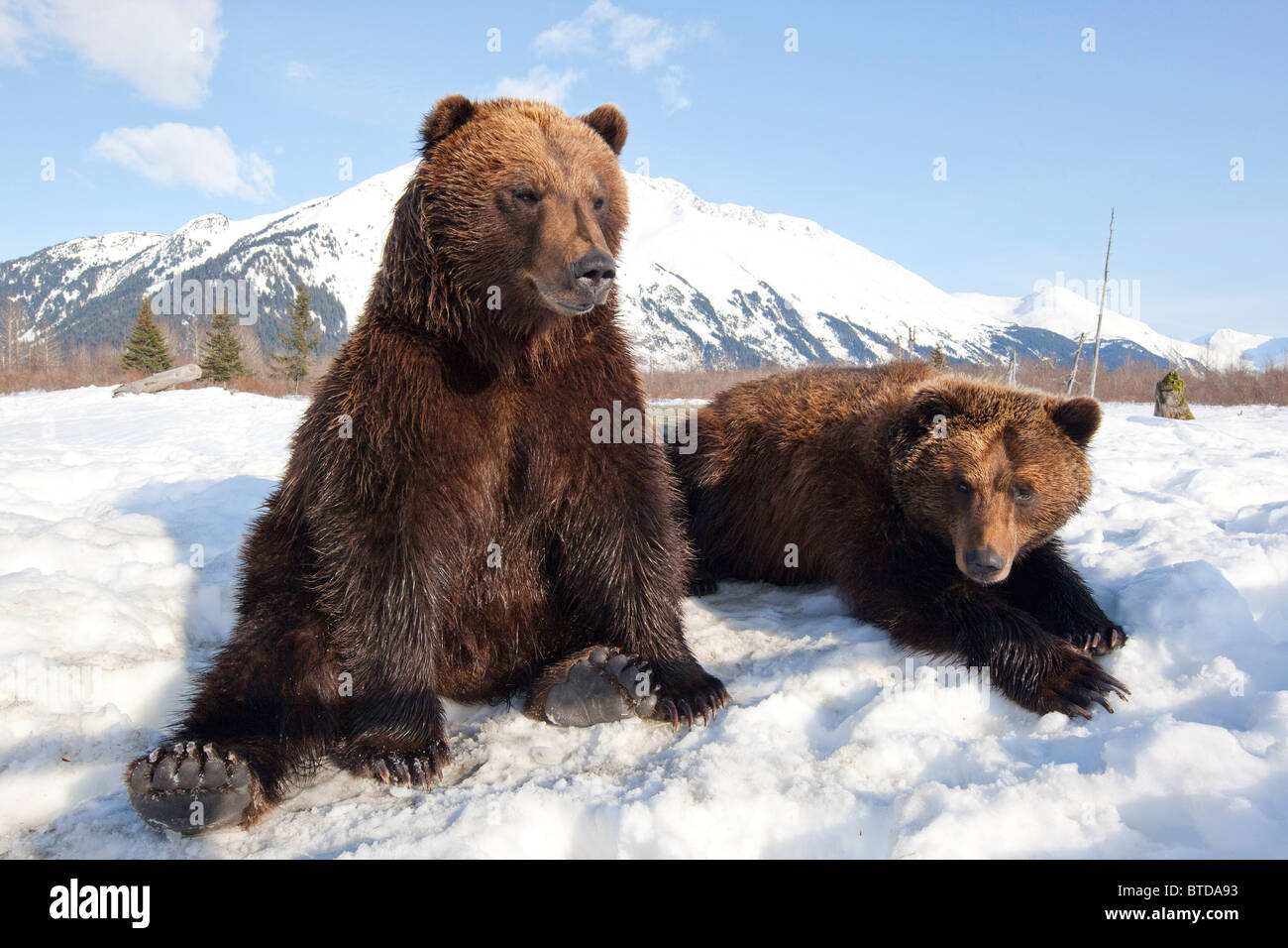 A pair of adult Brown bears relax in the snow at the Alaska Wildlife Conservation Center, Portage, Alaska, Winter, CAPTIVE Stock Photo