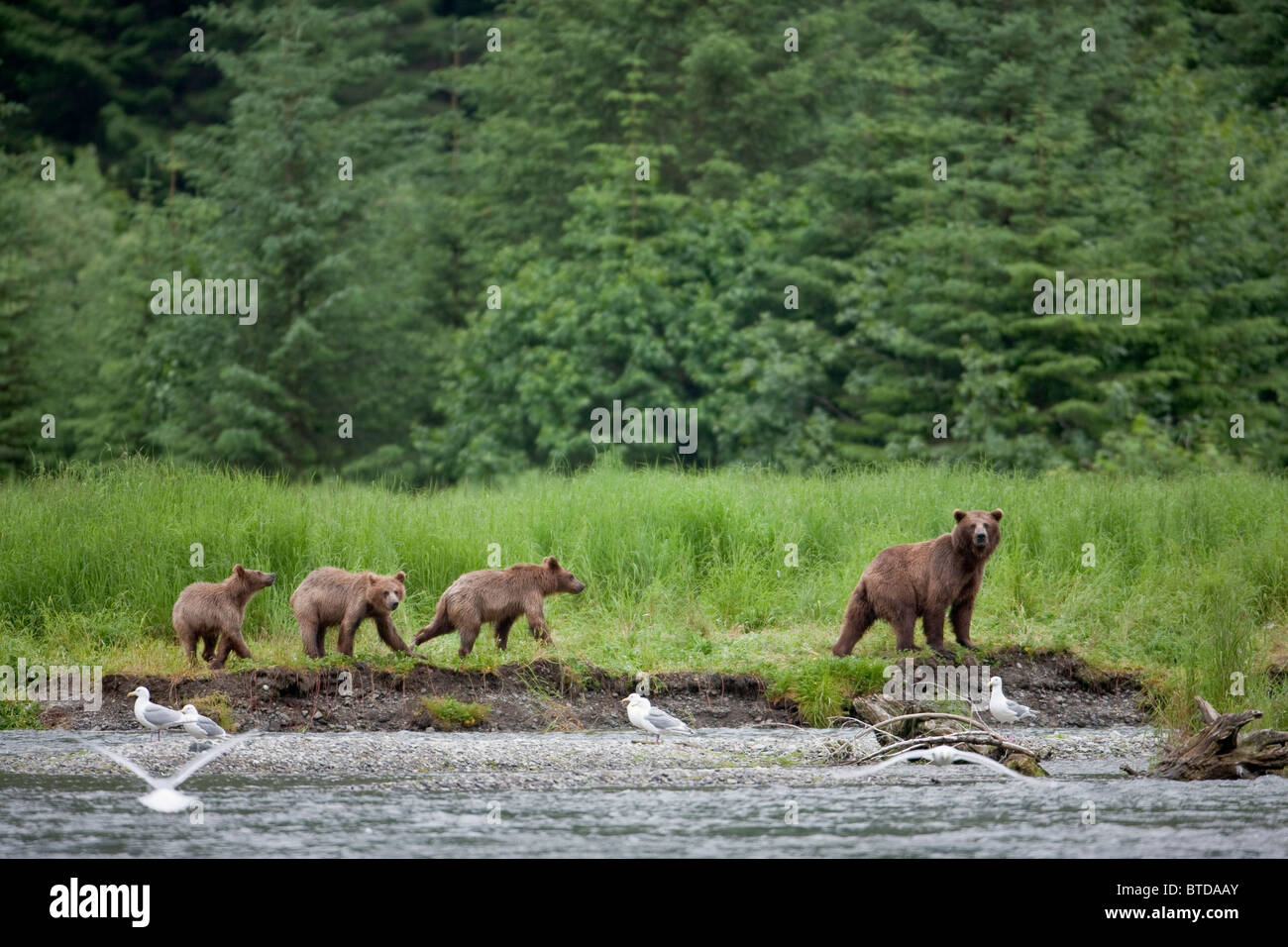 Brown bear sow walks along a stream with three cubs, Prince William Sound, Chugach Mountains, Chugach National Forest, Alaska Stock Photo