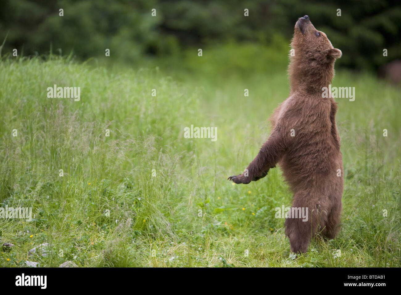 Brown bear standing upright and sniffing the air, Prince William Sound, Chugach Mountains, Chugach National Forest, Alaska, Stock Photo