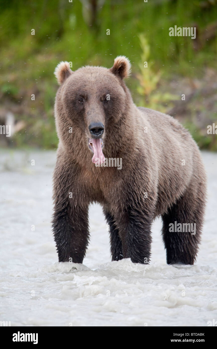 Brown bear sticking out its tongue while standing in the Copper River, Chugach Mountains, Chugach National Forest, Alaska, Stock Photo