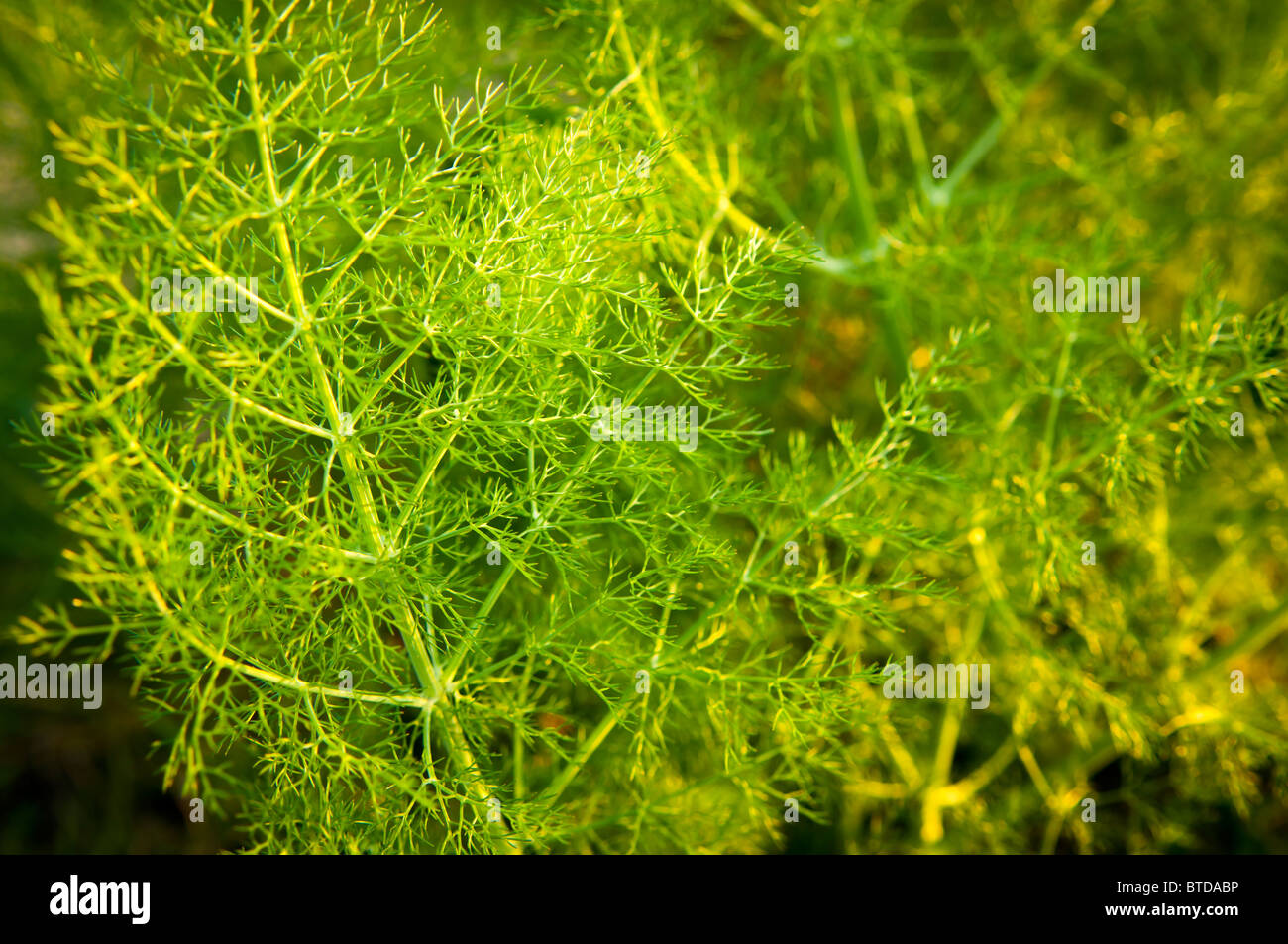 Wild aniseed in lush green branches with shallow depth of field Stock Photo
