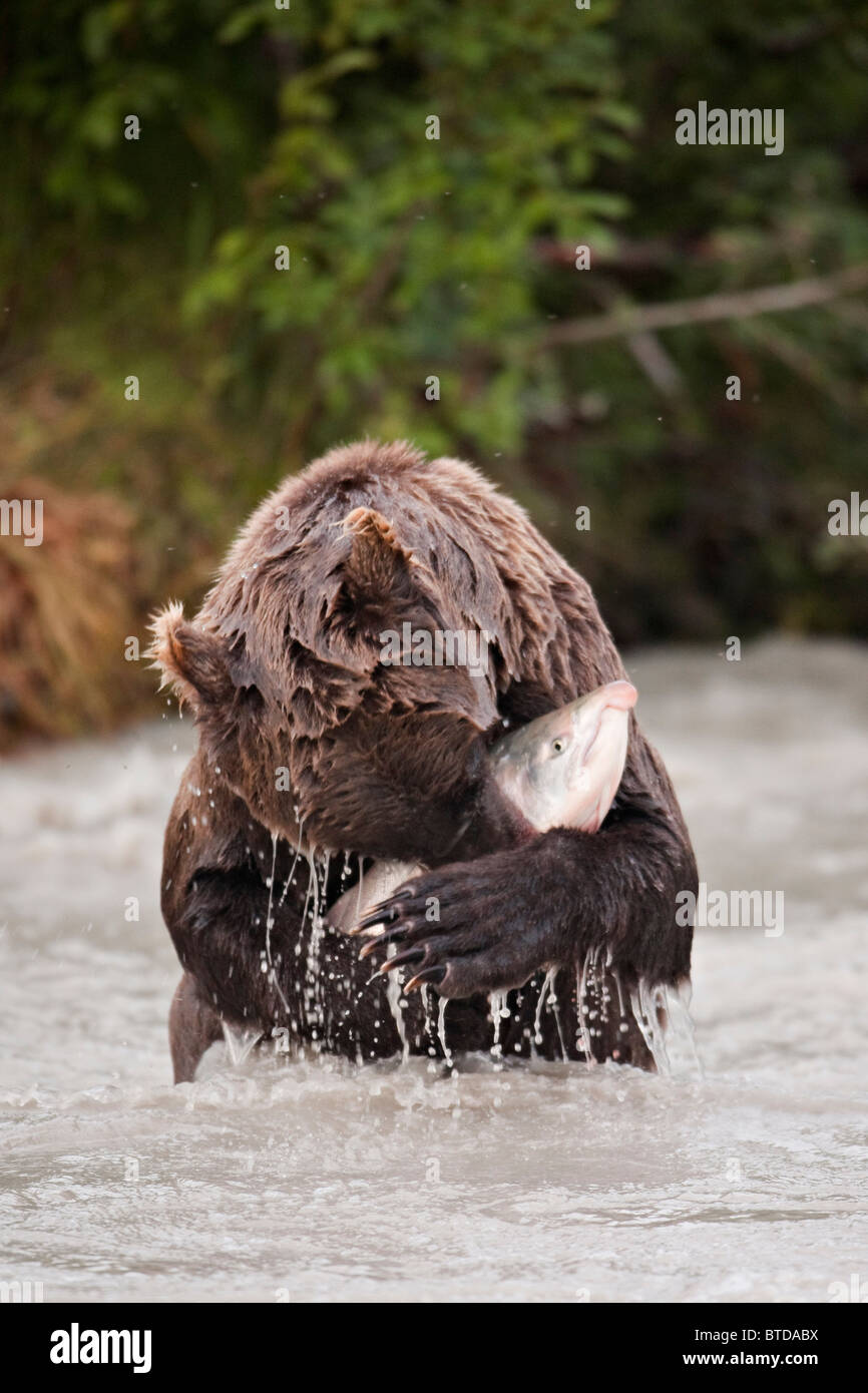 Brown bear catching and eating a large Coho salmon in the Copper River