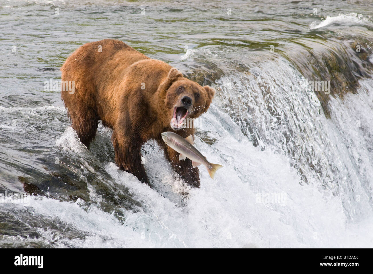 Adult Brown Bear Fishing For Salmon At Top Of Brooks Falls Katmai adult-brown-bear-fishing-for-salmon-at-top-of-brooks-falls-katmai
